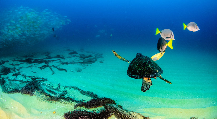 Belize Schnorcheln Korallenriffe